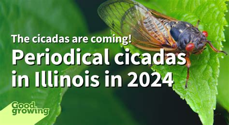 Periodical Cicadas 2024 Significance