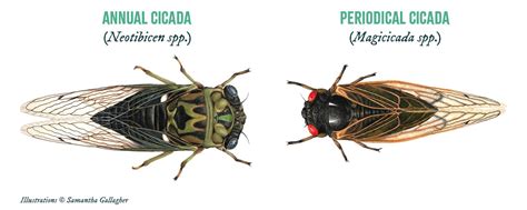 Periodical Cicadas Cultural Significance