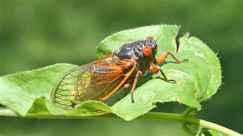 Periodical Cicadas Dealing Tips