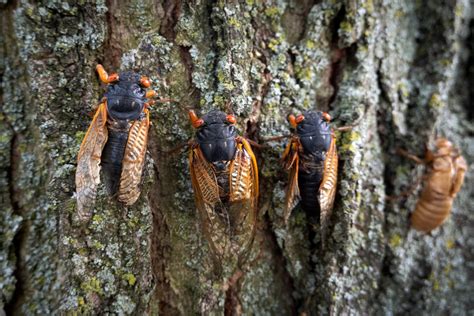 Periodical Cicadas Impact on Trees