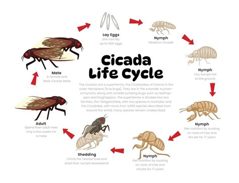 Periodical Cicadas Life Cycle