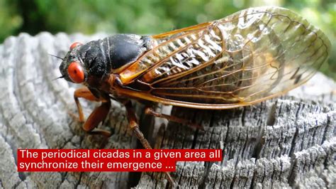 Periodical Cicadas Sound