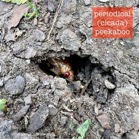 Periodical Cicadas Underground