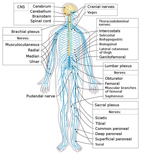 How the Peripheral Nervous System Works