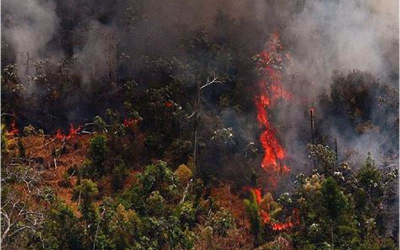 Peristiwa Kebakaran Hutan Di Amazon
