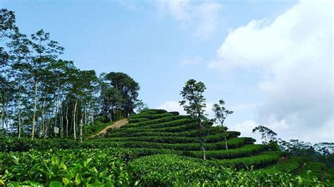 Perkebunan Teh Nglinggo