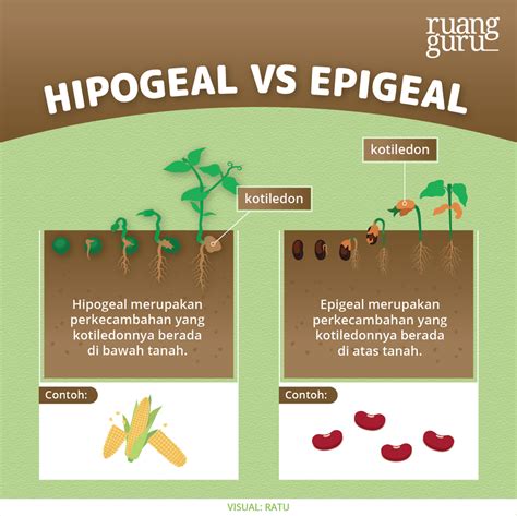 Perkecambahan Hipogeal: Proses yang Kompleks dalam Pertumbuhan Tanaman