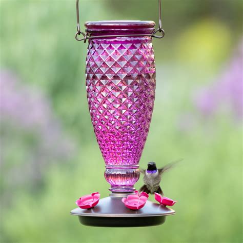 Pet Purple Hummingbird