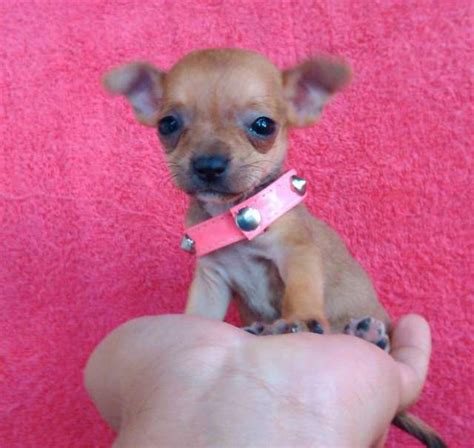 Perro Chihuahua De Bolsillo Originales: The Tiny, Original Pups