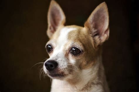 Cachorros Chihuahua Cabeza De Venado 3,000.00 en Mercado Libre