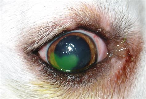 Úlcera corneal profunda. | Diagnóstico Veterinario