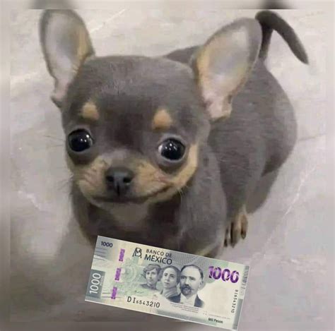 Memes de Chihuahuas de 2018 para compartir con tus amigos