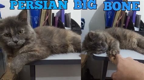 Persian Big Bone