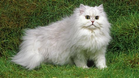 43. The Quintessential Persian - gambar tajam tapi ringan menggunakan trik dari weserv.nl API lengkapi dengan source image domain