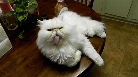 Persian Cat Funny