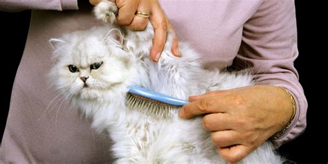 Persian Cat Grooming