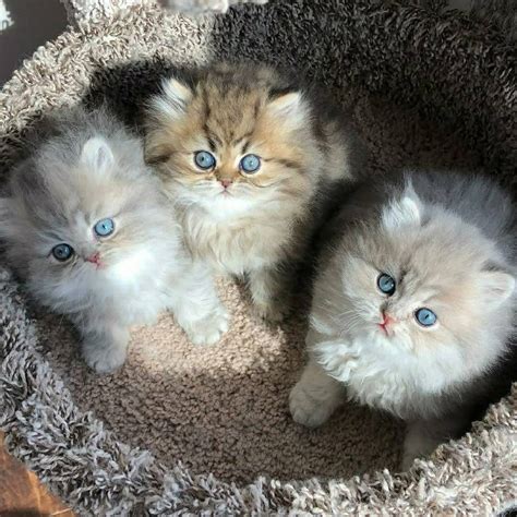 Persian Cats For Adoption