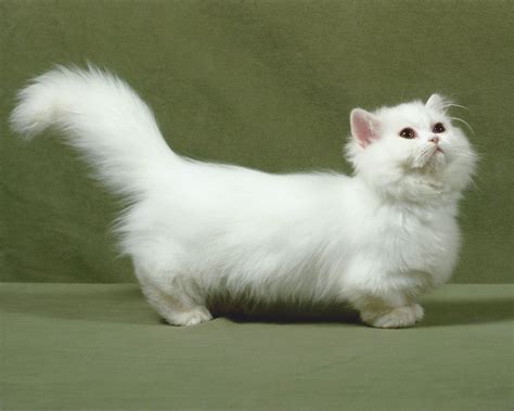 Persian Munchkin Cat