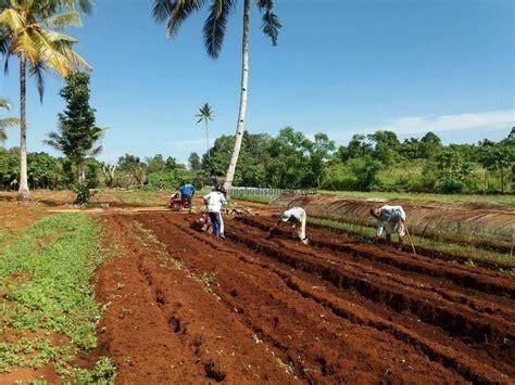 Persiapan Lahan untuk Menanam Buncis Kenya