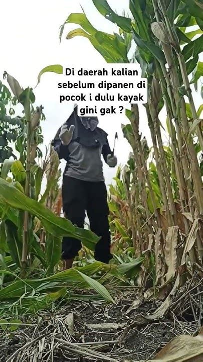 Persiapan Sebelum Panen