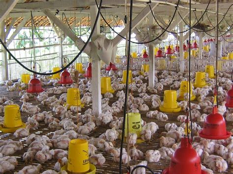 Persiapan Awal dalam Beternak Ayam Broiler