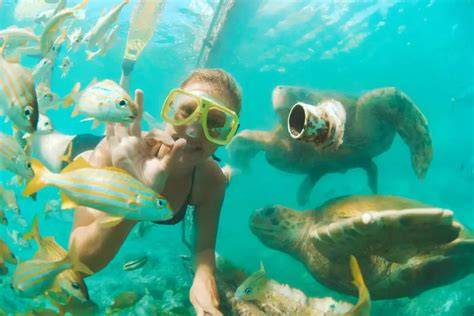Personal Snorkeling Encounters