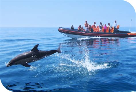 Personal encounter dolphin watching