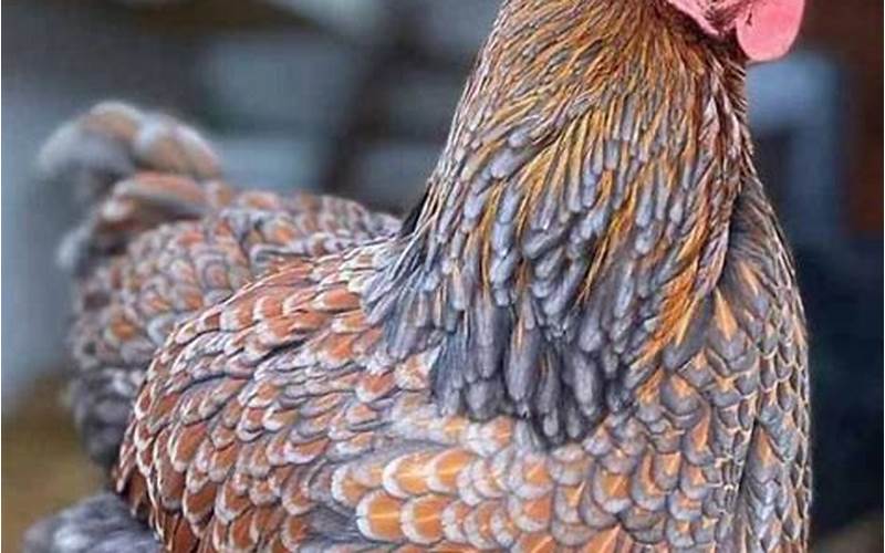 Personality Of Blue Laced Gold Wyandotte Chicken