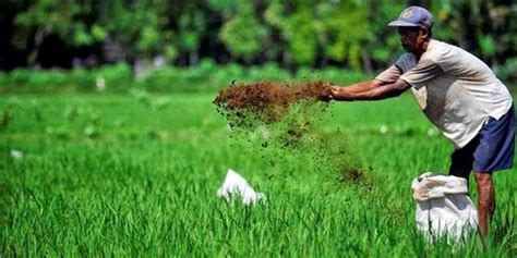 Pertanian Berkelanjutan di Kalimantan