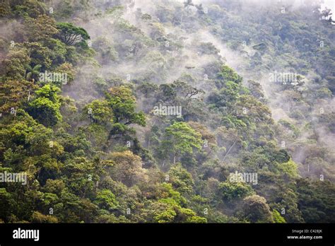 Peru cloud forest