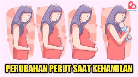 perut saat hamil 3 bulan