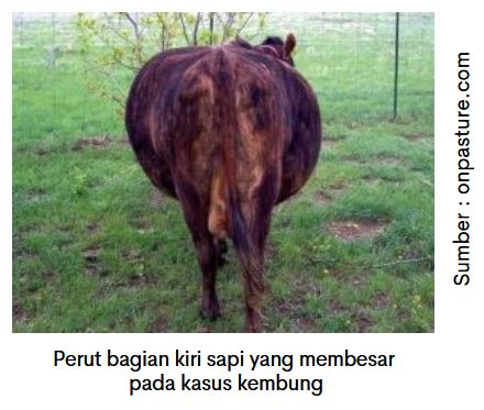 Perut Sapi Normal vs Kembung