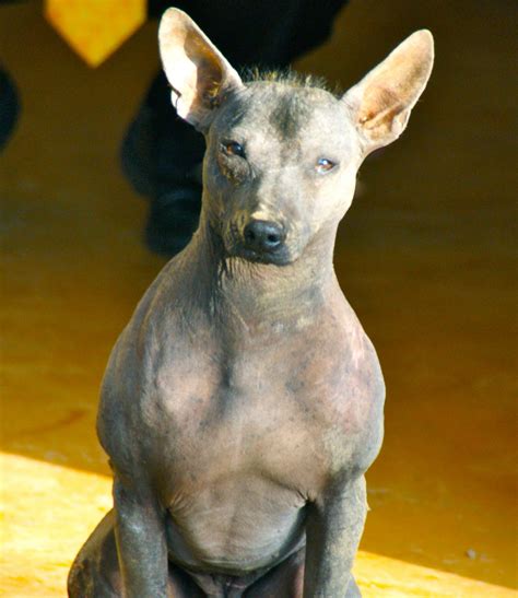 Peruvian Hairless Dog