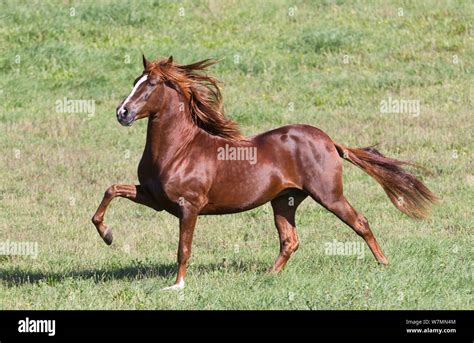 Peruvian Paso Horses