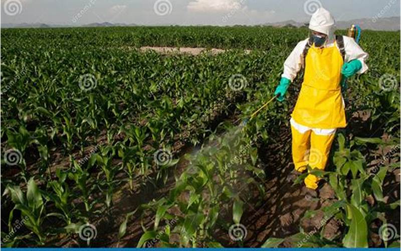 Pest Control For Corn