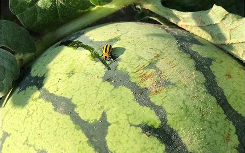 Pest Repelling Plants For Watermelon