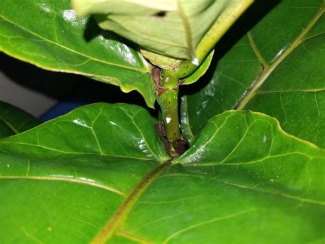 Pests Fiddle Leaf Fig
