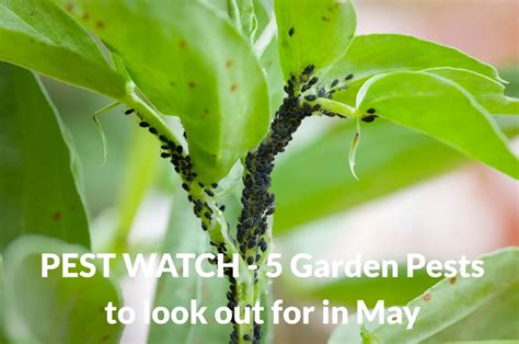 Pests and Diseases: What to Watch For