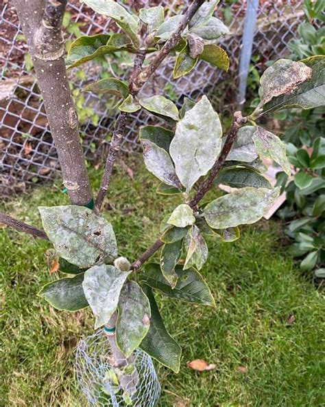 Pests and disease in magnolias