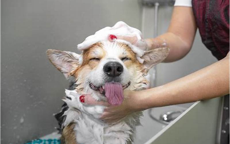 Pet Hygiene