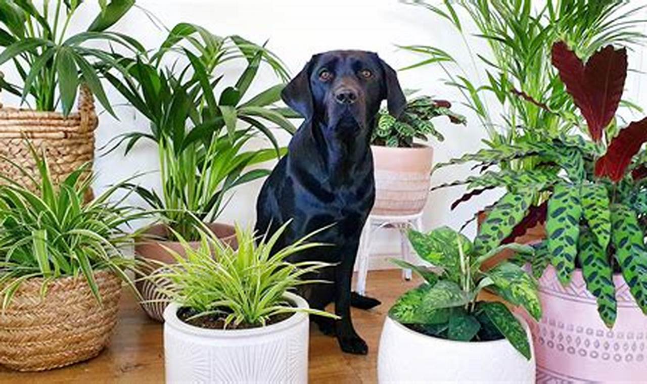 Pet Safe Indoor Plants