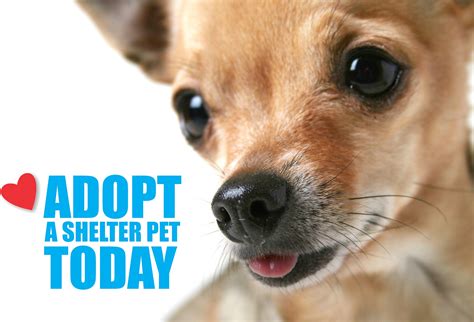 13 Things You Should Know About Pet Adoption Reader's Digest Canada