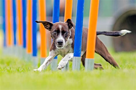 An agility course to bring the dog show right to your own backyard