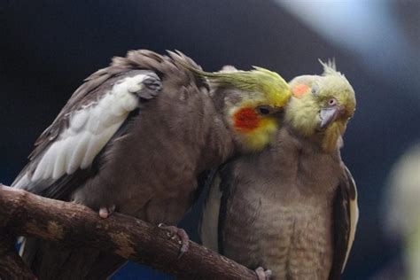 Pet Bird and Parrot Behavior Pet Birds by Lafeber Co.