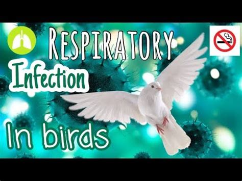 Respiratory System of Birds Anatomy and Function PD Respiratory