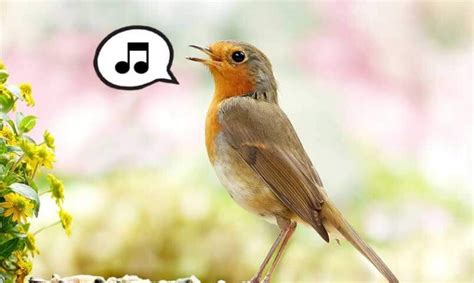 New filming of cute pet birds singing their hearts out. Recordings of