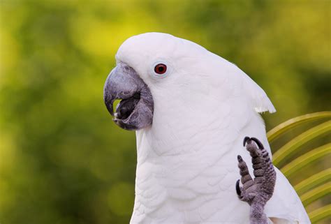 8 Best Talking Bird Species to Keep as Pets