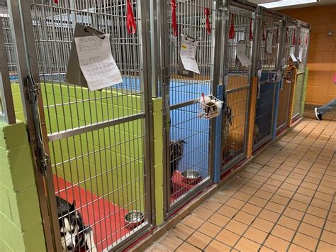 Tips for Choosing the Best Dog Boarding Facility Ultra Cavallsdelvent