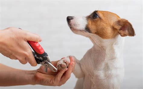 How to Properly Trim Your Pet’s Nails Jacksonville Community Pet Clinics