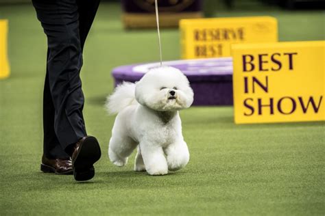 Canines Take Center Stage in New York — Westminster Dog Show Begins Today